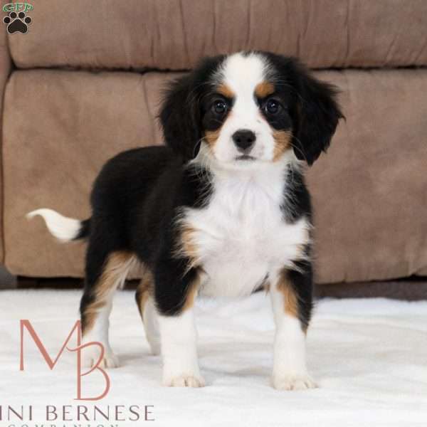 Remy, Miniature Bernese Mountain Dog Puppy